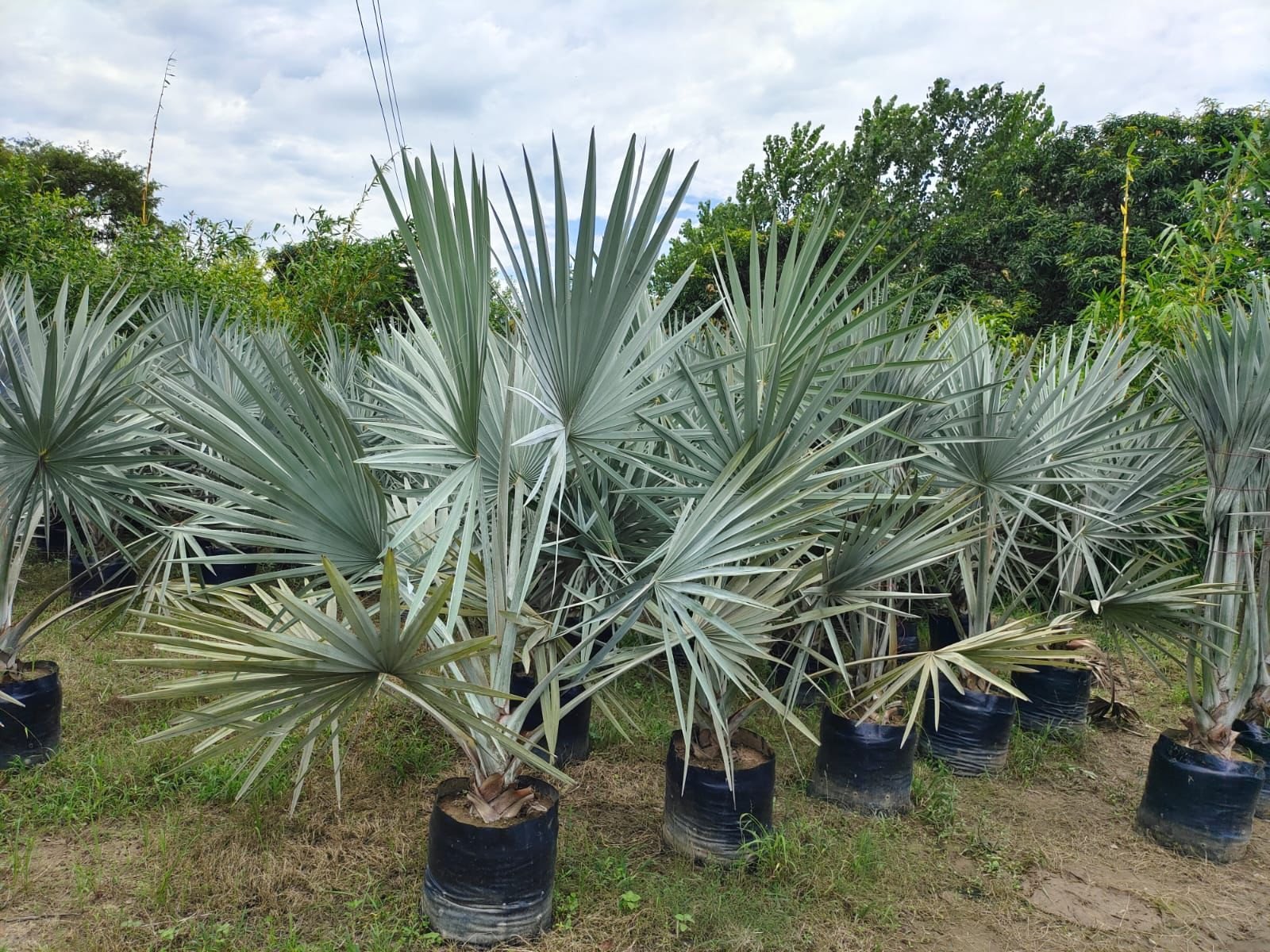 Bismarckia nobilis