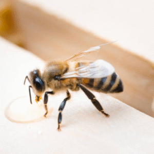 Can Scented Candles Keep Bees Away Outdoors?