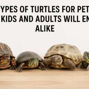 different pet turtles