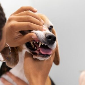Pet Dental Extractions