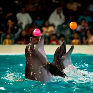 Dubai Dolphinarium