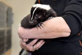 skunk removal