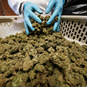 cannabis dispensary