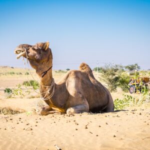 jaisalmer camel safari tours