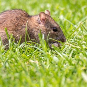 rat removal near me