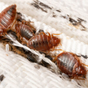 Bed Bugs Fly