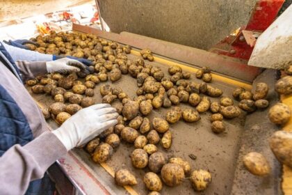 Sweet Potato Processing Plant
