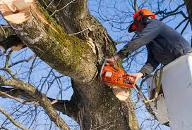 Tree Cutting Service Union City NJ
