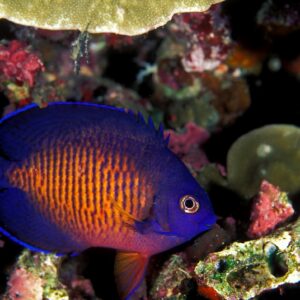 Coral Beauty Angelfish for Sale