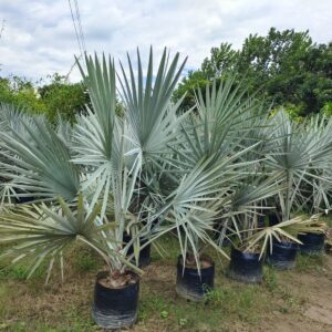Bismarckia nobilis
