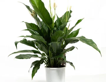 indoor plants Melbourne