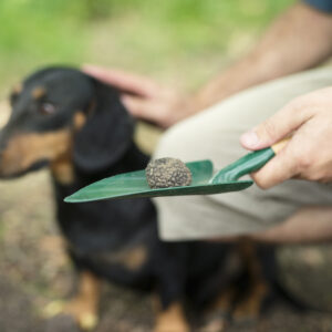 Mastering Pet Waste Management: Gogostik's Guide to the Best Pooper Scoopers