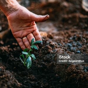 buy seeds online Pakistan