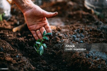 buy seeds online Pakistan