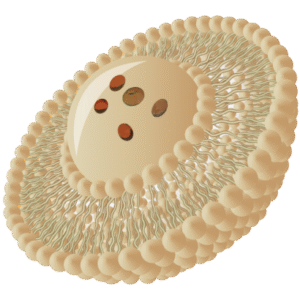 Visualization of Liposomal Encapsulation Technology improving ingredient stability